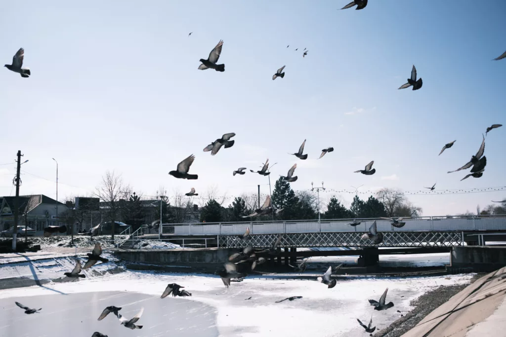 Фото: Алина Десятниченко для НВ