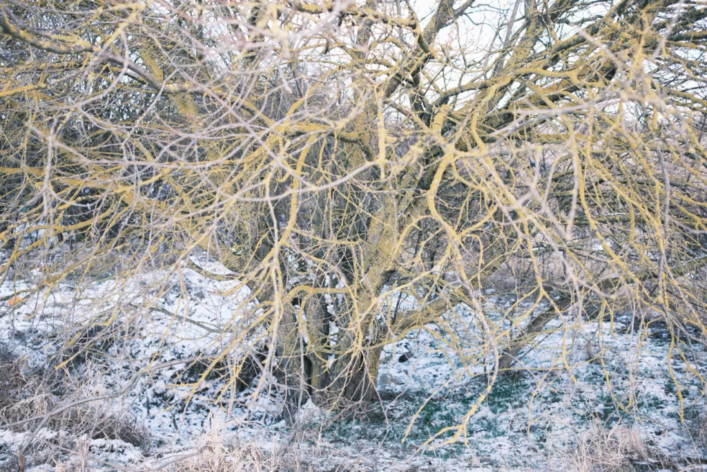 Фото: Алина Десятниченко для НВ