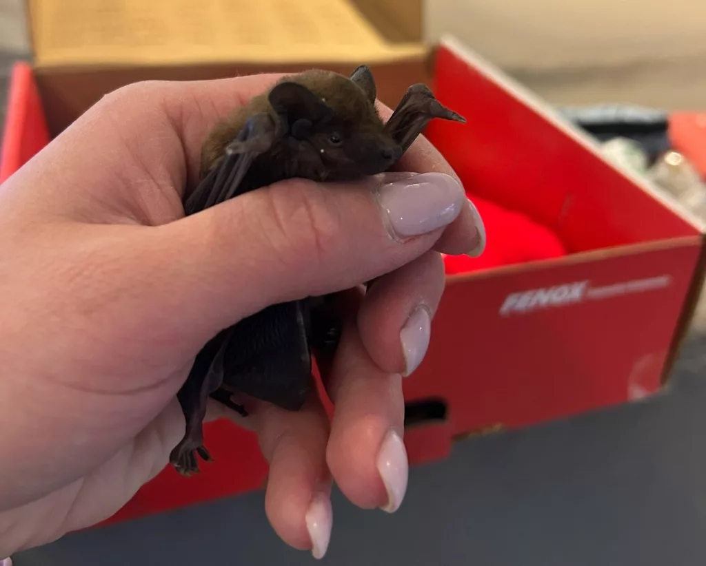 Фото: Центр реабилитации диких животных Птичий Остров / vk.com