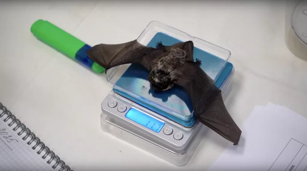 Скриншот: Фонд имени Р.А.Шило / vk.com