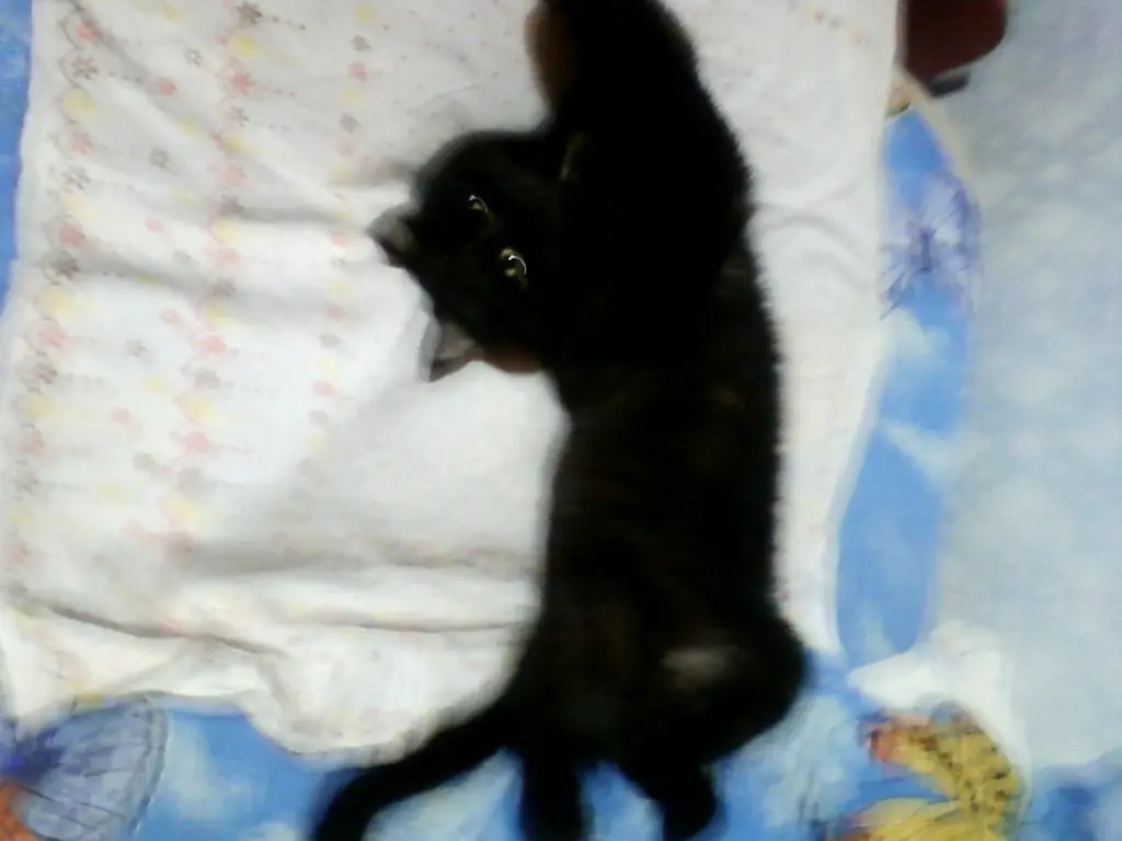 Тот самый кот Васька / vk.com