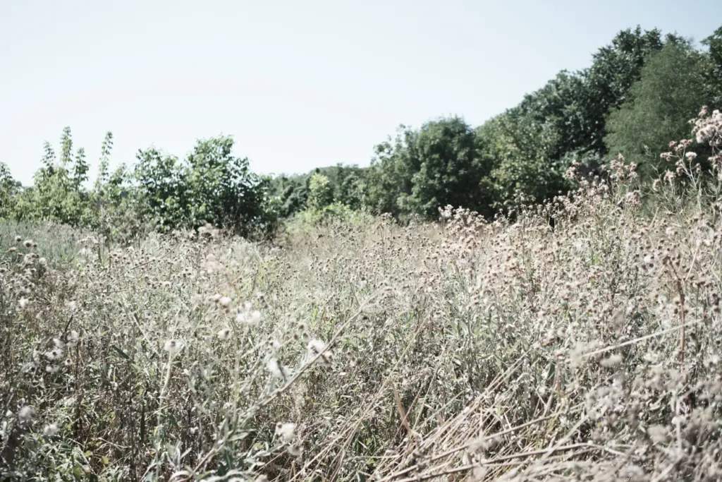 Фото: Алина Десятниченко для НВ