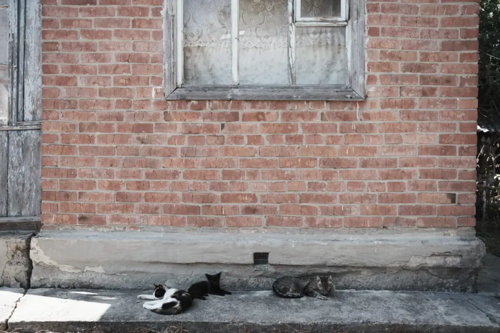 Фото: Алина Десятниченко для НВ