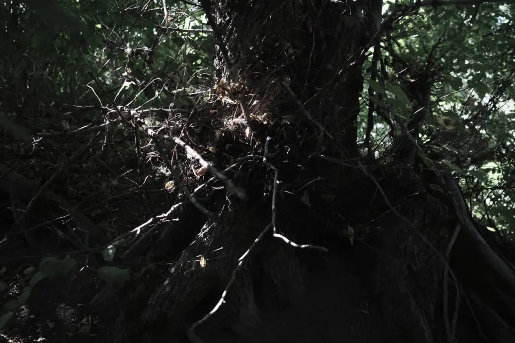 Фото: Алина Десятниченко для НВ