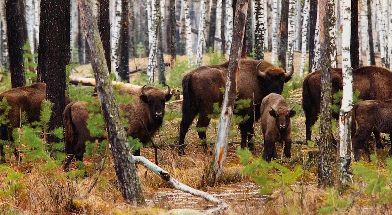 Фото: Александр Сорин / архив Еженедельного журнала