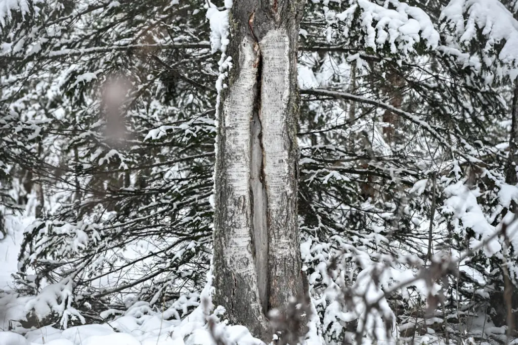 Фото: Алина Тихомирова для НВ