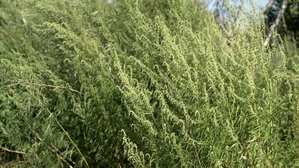 Фото: Владимир Севриновский